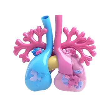 Colorful 3D lungs illustration on transparent background, depicting respiratory system anatomy and lung disease concept for medical education and healthcare png