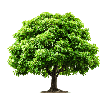 The Green Tree with Dense Foliage png
