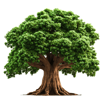 Majestic Green Tree with Thick Trunk and Luxurious Foliage Display png