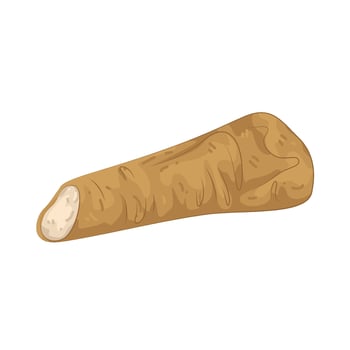Illustration of Fresh Horseradish vector