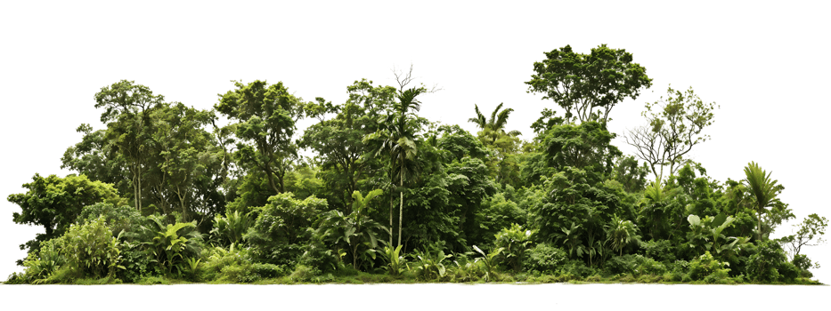 Dense tropical tree line with varied foliage and canopy heights isolated on transparent background, ideal for landscape architecture and environmental design projects png