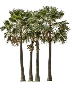 Group of four tropical palm trees with fan-shaped fronds and tall trunks isolated on transparent background, perfect for landscape design projects and tropical themes png