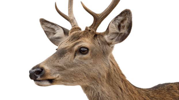 Close-up of a deer's head with antlers, isolated on a transparent background png