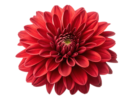 vibrant chrysanthemum flower showcases stunning red petals that radiate beauty and elegance, perfect for any floral arrangement png