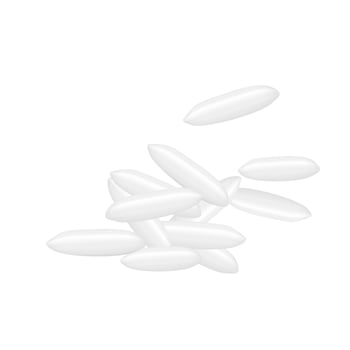 rice seed raw isolated on white, grains rice and paddy seed close-up, pile rice grains, illustration rice barley seed vector