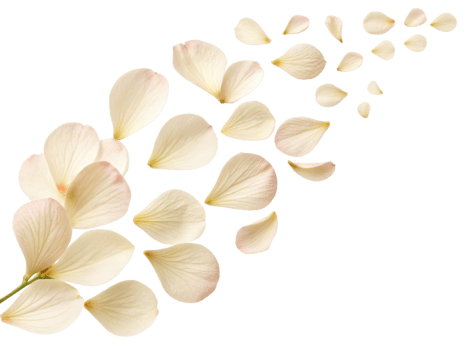 Delicate petals of flower gracefully scatter, creating serene and beautiful scene that captures essence of nature elegance png