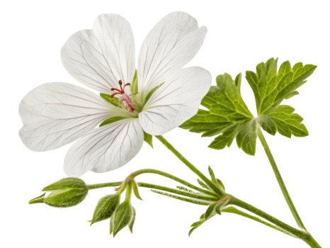 delicate geranium flower showcases its elegant white petals and intricate details, complemented by vibrant green leaves png