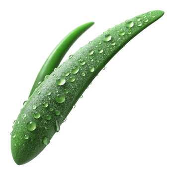 magnificent gothic A single blade of grass covered in dew, macro photography, detailed and intricate style genuine png