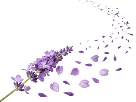 Lavender flowers gracefully release their petals, creating serene and calming atmosphere that enchants senses png