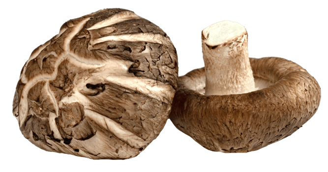 two shiitake Mushrooms isolated png