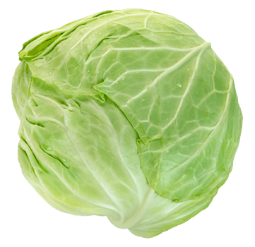 raw cabbage isolated. png