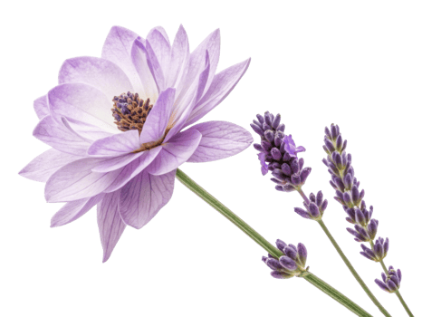 beautiful lavender flower showcases delicate petals and vibrant colors, creating serene atmosphere png