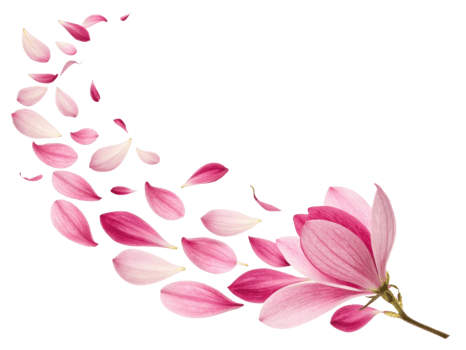 beautiful magnolia flower with delicate pink petals gracefully falling, creating serene and enchanting atmosphere png
