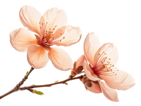 Delicate magnolia flowers bloom gracefully, showcasing their soft petals and vibrant centers, evoking sense of tranquility and beauty png