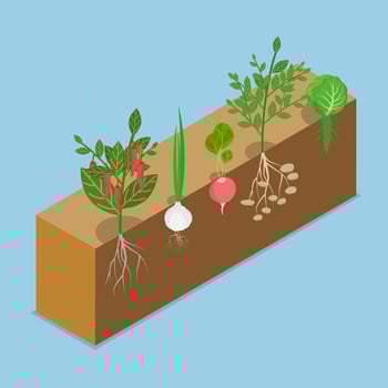 3D Isometric Flat Illustration of Vegetable Roots Intertwining, Natural Process Of Plant Development vector