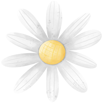 A simple daisy with white petals surrounds a bright yellow center. png