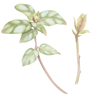Two branches of honeysuckle with green and pink leaves and buds. Elegant hand-drawn watercolor illustration. Perfect for botanical prints, home decor, printing on tableware, clothing, cards, etc. png