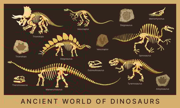 Dino museum poster with dinosaur fossils vector