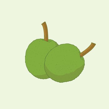 Breadfruit Flat Design Cartoon illustration vector