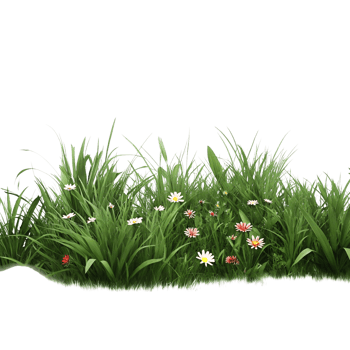 Lush Green Grass with Blooming Daisies and Other Wildflowers in a Vibrant Meadow Scene png