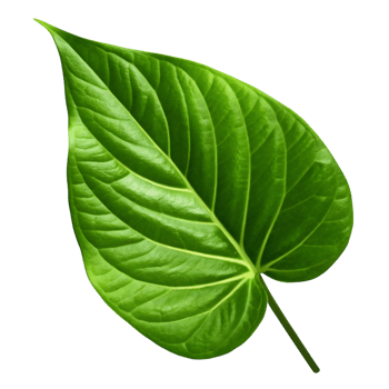 Vibrant Green Leaf Isolated on transparent Background Botanical Photography Studio Shot Detailed Leaf Texture Heart Shaped Leaf Lush Greenery Natural Beauty png