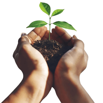 Tender Hands Gently Cradle a Young Sprout Emerging from Rich Soil png