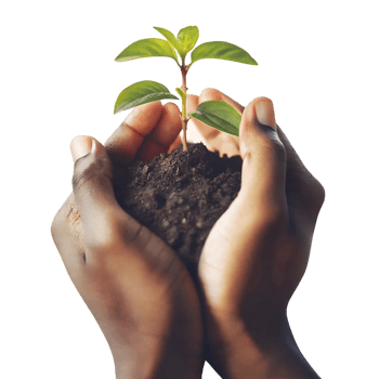 Tender Hands Gently Holding a Young Sprout Emerging from Dark Soil Against a transparent Background png