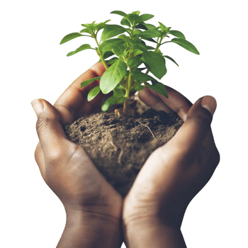 Protecting the delicate new life a small plant growing in dark rich soil held carefully in human hands png
