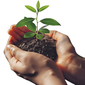 Tender Hands Gently Holding a Young Sprout Emerging from Rich Soil Against a transparent Background png