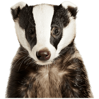 A close-up of a badger, showcasing its distinctive black and white facial markings and expressive eyes. png
