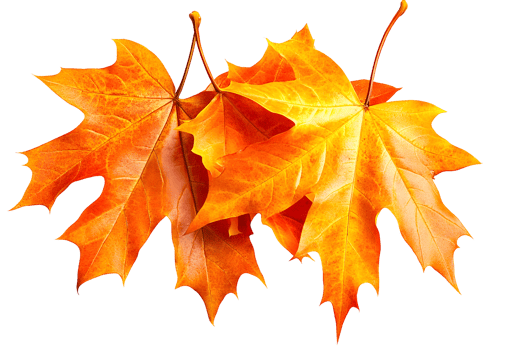 Vibrant cluster of autumn leaves, rich in orange, yellow, and red tones, isolated on transparent background png