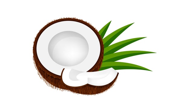 coconut half slice on leaf green, coconut brown fruit half cut isolated on white, illustration coconut half slice for clip art, coconut freshness fruit vector