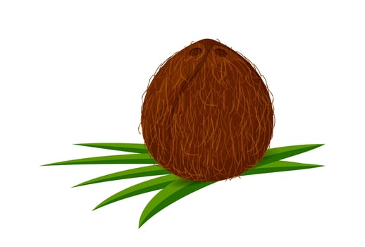 coconut on leaf green, coconut brown fruit , illustration coconut for clip art vector