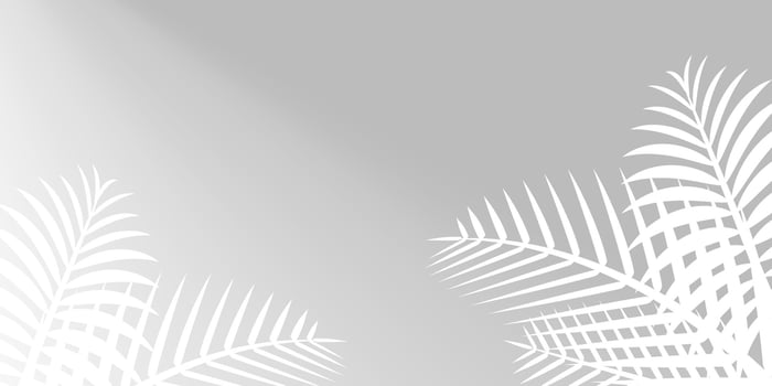 coconut leaf white on grey wall for background, palm tree leaves white shadow, floral leaves shadow white on grey, illustration nature foliage white shadow pattern on gray wall, copy space vector