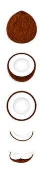 coconut brown fruit and half cut isolated on white background, illustration coconut brown half slice for clip art, coconut simple for icon vector
