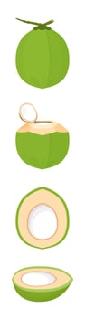 coconut fresh young isolated on white, illustration coconut half sliced for healthy food menu fruit juice, coconut summer fruit concept, green coconut for clip art simple vector