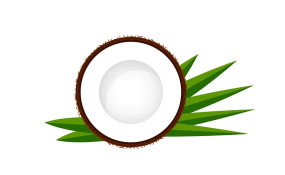 coconut half slice on leaf green, coconut brown fruit half cut isolated on white, illustration coconut half slice for clip art, coconut freshness fruit simple for icon vector