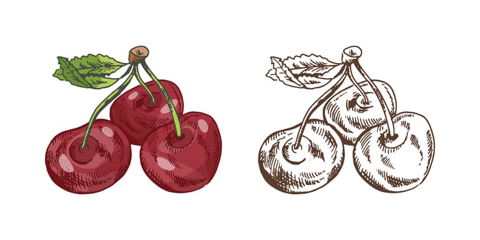 Vintage sketch set of cherry fruits with leaf in colored and monochrome style, isolated illustration vector