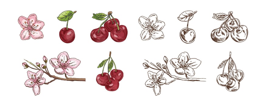 Hand drawn vintage sketch set of cherry fruits and blossoms in color and monochrome version, isolated illustration vector