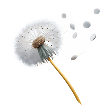 mesmerizing joyful abstract A single, delicate dandelion seedhead with seeds blowing in the wind, ethereal lighting, dreamlike style high quality png