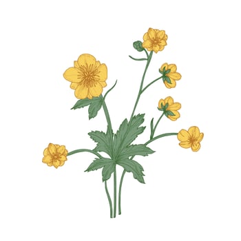 Tender buttercup flowers, buds and leaves hand drawn on white background. Natural drawing of flowering herbaceous plant or wild meadow herb. Floral illustration in gorgeous retro style. vector