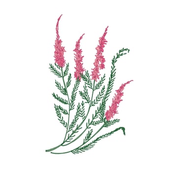 Heather or ling tender flower hand drawn on white background. Detailed drawing of flowering herbaceous plant or beautiful decorative herb. Elegant colorful illustration in antique style. vector