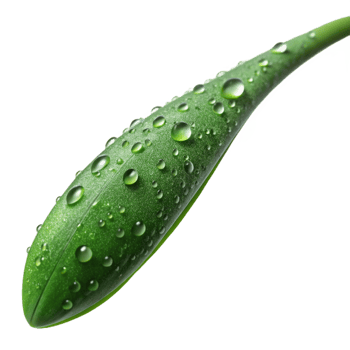 hypnotic elegant A single blade of grass covered in dew, macro photography, detailed and intricate style ultra HD png