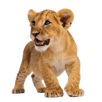 lion cub isolated on transparent background. Front view png