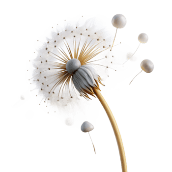 striking abstract A single, delicate dandelion seedhead with seeds blowing in the wind, ethereal lighting, dreamlike style studio quality png