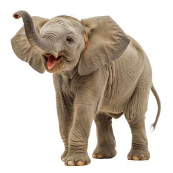 Close-up of baby elephant on transparent background. Side view png