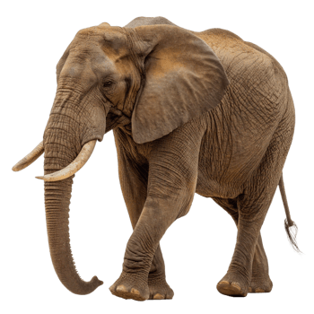 Close-up of elephant on transparent background. Side view png