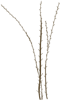 A bush with leaves and branches dry png