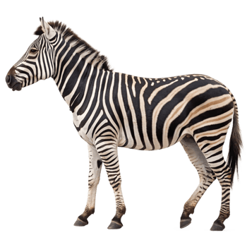 Close-up of zebra animal in motion isolated on transparent background. Side view png