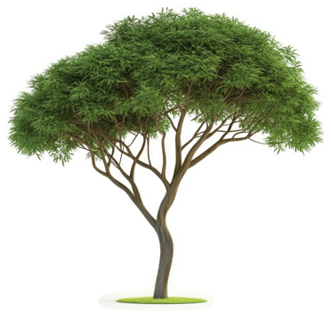 Lush, broad-leafed tree with a distinctive trunk. png